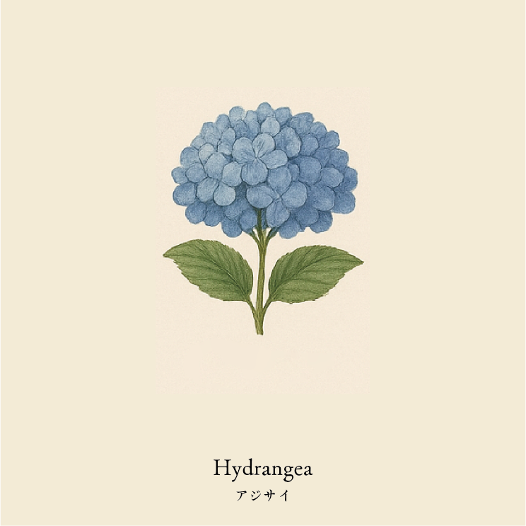 wool socks 2025 _ Hydrangea アジサイ