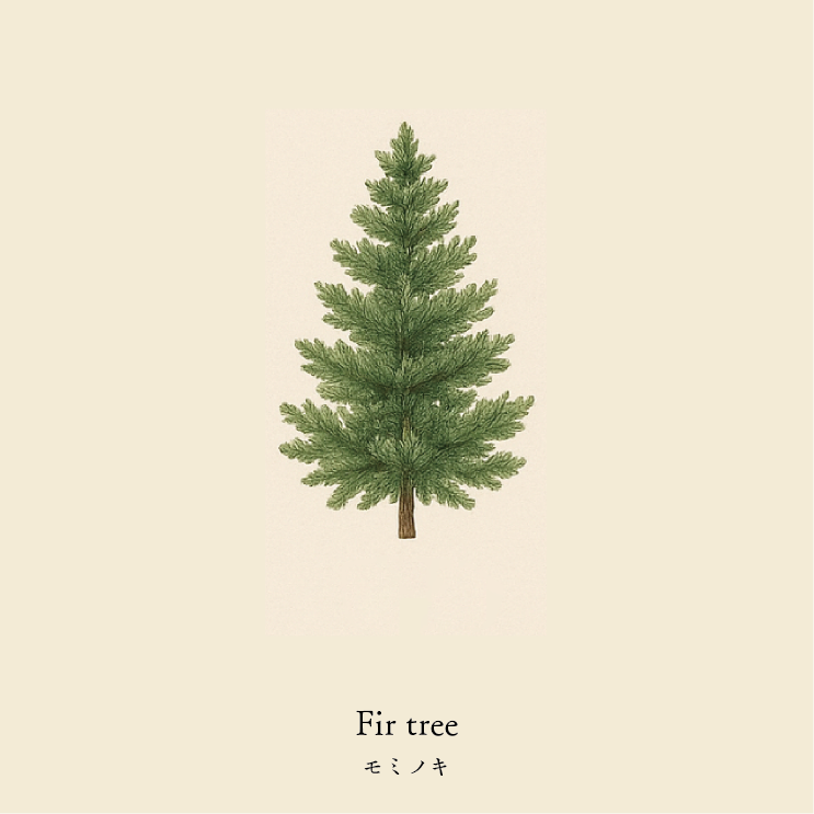wool socks 2025 _ Fir tree モミノキ