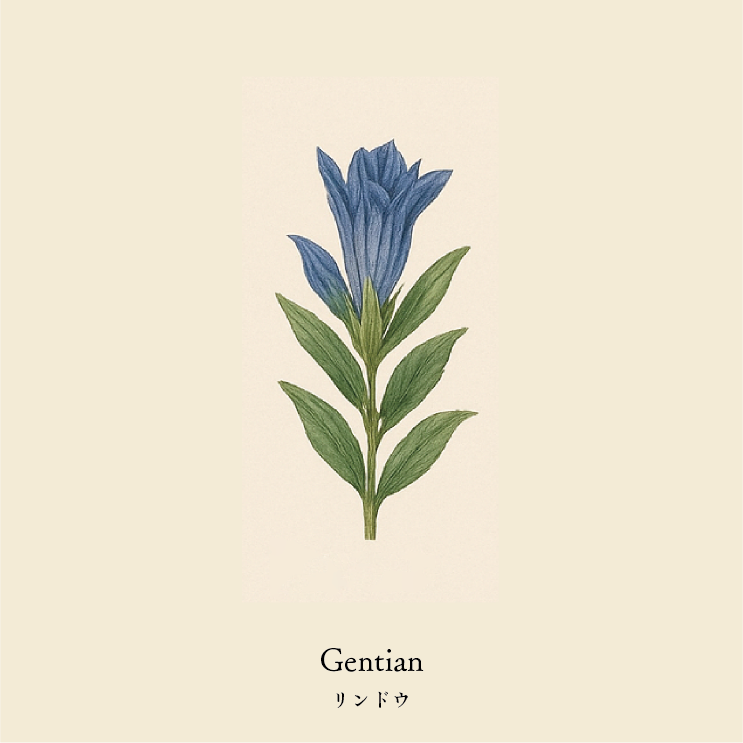 wool socks 2025 _ Gentian リンドウ