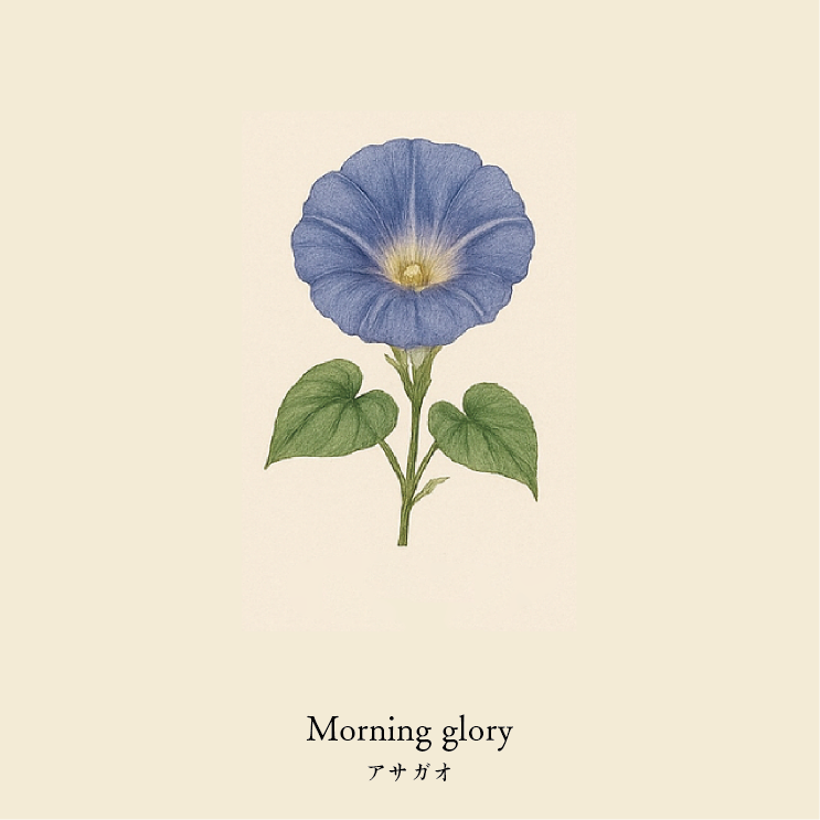 wool socks 2025 _ Morning glory アサガオ