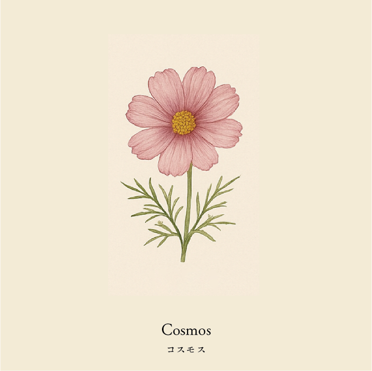 wool socks 2025 _ Cosmos コスモス
