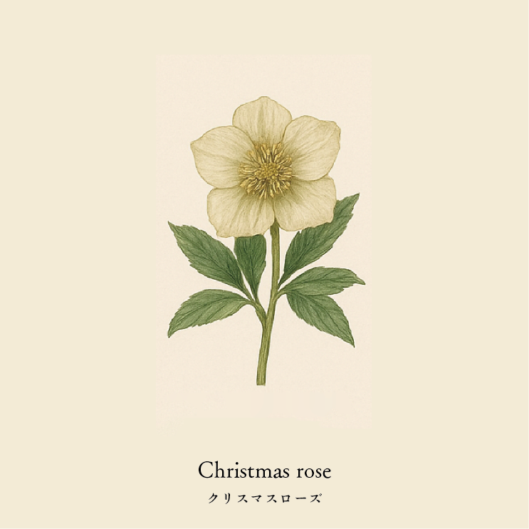 wool socks 2025 _ Christmas rose クリスマスローズ