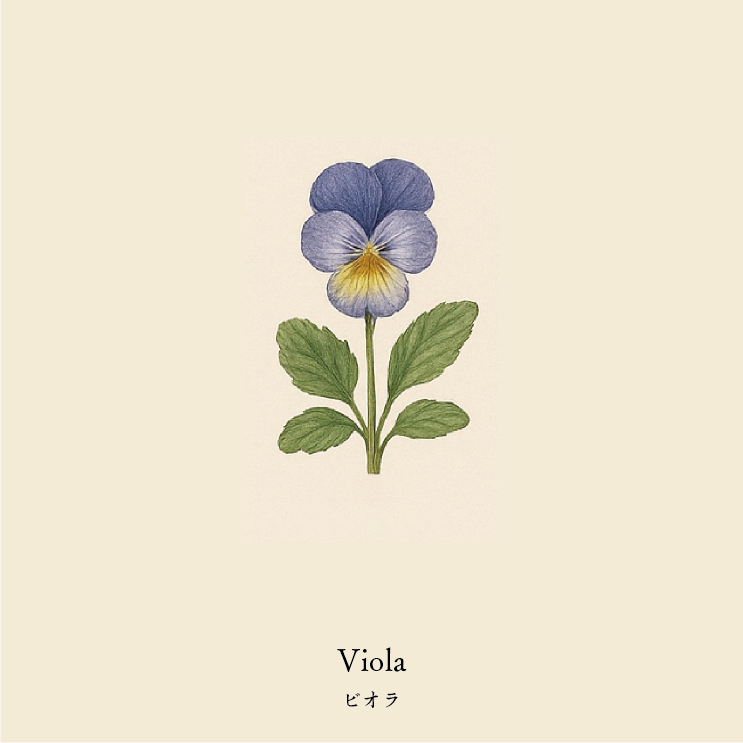 wool socks 2025 _ Viola ビオラ