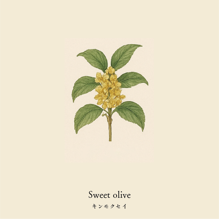 wool socks 2025 _ Sweet olive キンモクセイ