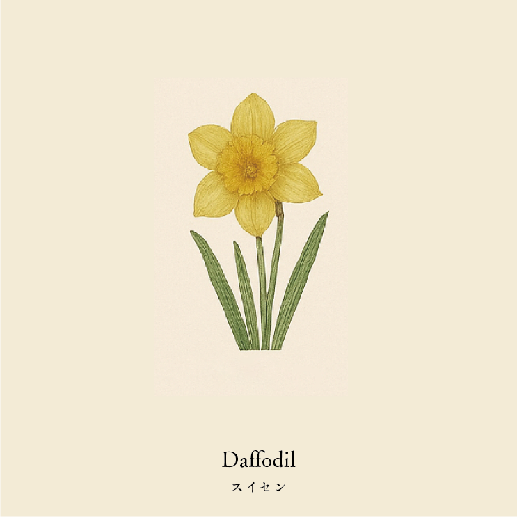 wool socks 2025 _ Daffodil スイセン