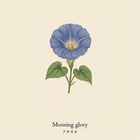 wool socks 2025 ＿ Morning glory
