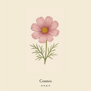 wool socks 2025 ＿ Cosmos