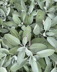 TRANCENDENT AROMAS _SAGE